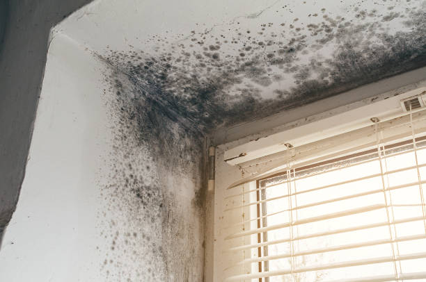 Affordable Mold Cleanup solutions in Haymarket, VA